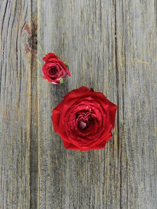 RED HERO  RED W/CREAM OUTER PETAL SPRAY ROSES